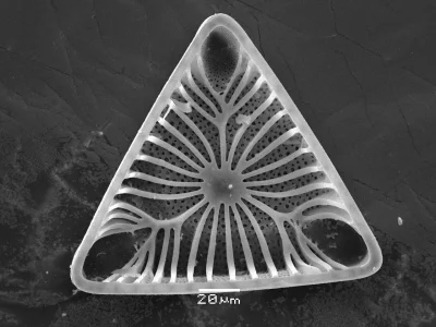 quba74 - Okrzemka kredowa pod skaningowym mikroskopem elektronowym :)