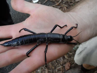 FullmetalJanusz - Za wiki: Straszyk Dryococelus australis. Gatunek występuje jedynie ...