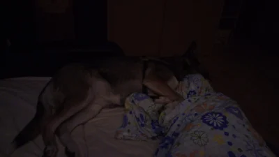 Gandezz - Jak by spała (ʘ‿ʘ)

#pies #psy #pokazpsa #suka