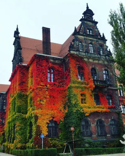Mesk - Jesienny bluszcz porastający Muzeum Narodowe we #wroclaw #fotografia #reddit