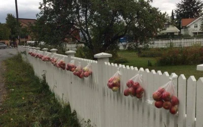P.....o - Moi rodzice, gdy obrodzi im duzo jablek wywieszają je na płocie aby sąsiedz...