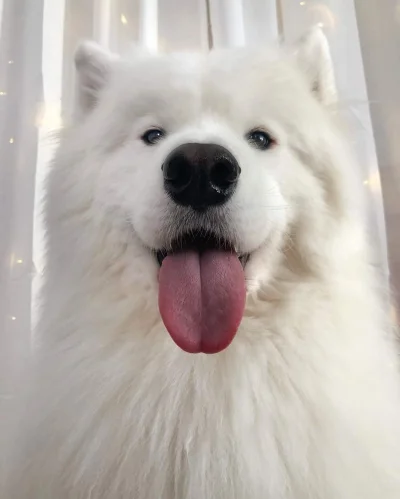 u.....u - #dziendobry #samoyed #fluffyface_enzo #ladnypiesek