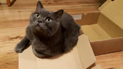 fstab - W mniejszym pudełku wygodniej.
#pokazkota #kot #koty
Więcej zdjęć ->> #kotc...