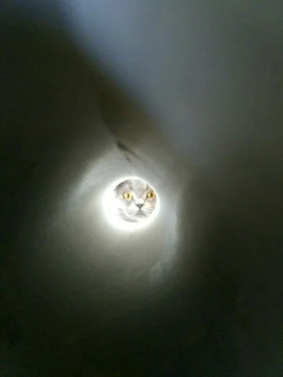 turbo7 - #koty #pokazkota zobaczyłem światełko w tunelu, a gdy już przyzwyczaiłem wzr...