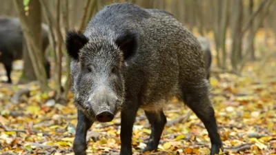 noitakto - Korzystając z okazji pragnę doedukować wszystkich myśliwych. Tak wygląda d...