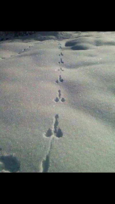 rancosster - Mirki jakies dziwne stworzenie zostawilo slady na sniegu. Co to moze byc...