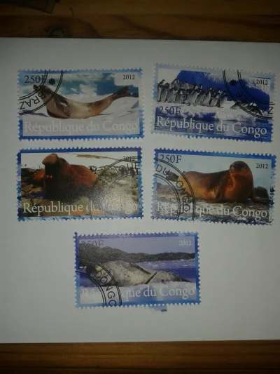 S.....r - #foczki na lato :)
znaczki z Kongo z 2012 roku :)
#znaczki #filatelistyka #...