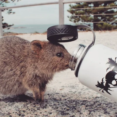 mfek00 - Czas na poranną kawkę
#quokka #quokkanadzis #zwierzaczki