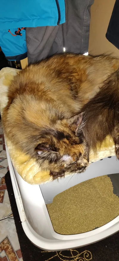 j3acek - mój kot lubi spać na kuwecie, zdjęcie robione w nocy, a wasze ?
#koty
