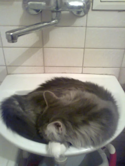 Mimla - Mojemu kotu chyba za ciepło. 

#koty #animalplanet