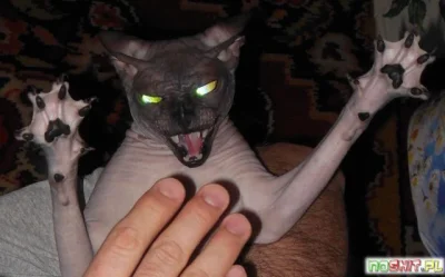 Khaleesi - Wściekły wonsz!



#koty #niekoty #upieczonekoty #ugotowanekoty @SScherzo ...