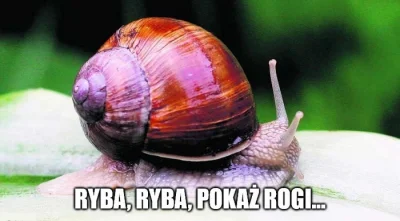 polwes - @Tajch: Tak, coś mi się o uszy obiło...

http://www.pokertexas.pl/czytelni...
