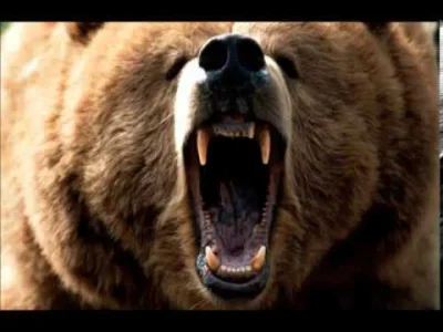 Goryptic - Tak, i do tego ten niedźwiedź używa takich samych efektów dźwiękowych jak ...