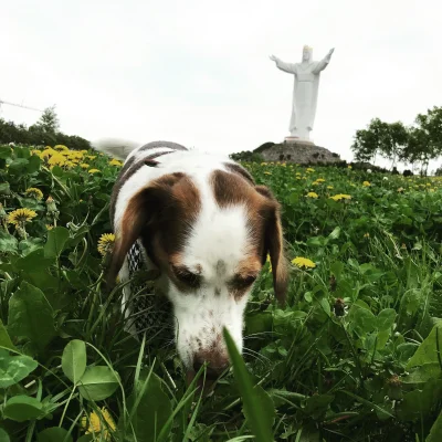 patusia - Stefan potwierdza, Jezus ma anteny na głowie ( ͡° ͜ʖ ͡°) #pokazpsa