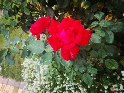 laaalaaa - Róża 59/100 ( ͡° ͜ʖ ͡°)
#mojeroze #ogrodnictwo #chwalesie #mojezdjecie