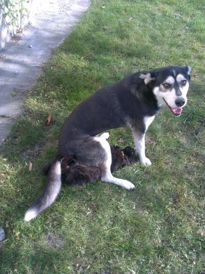 gumis112211 - moja psinka Labrador+Husky siedzi na kocie