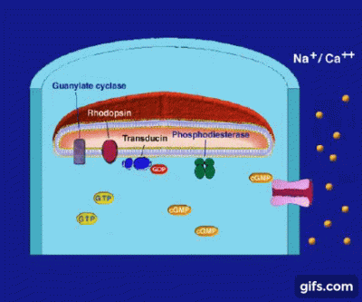 bioslawek - Fototransdukcja

#biologia #nauka #widzenie