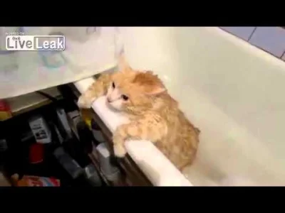 Arachnofob - Nie lepiej w wannie? Jak właściciele mocno kochają kotka to już sam nie ...