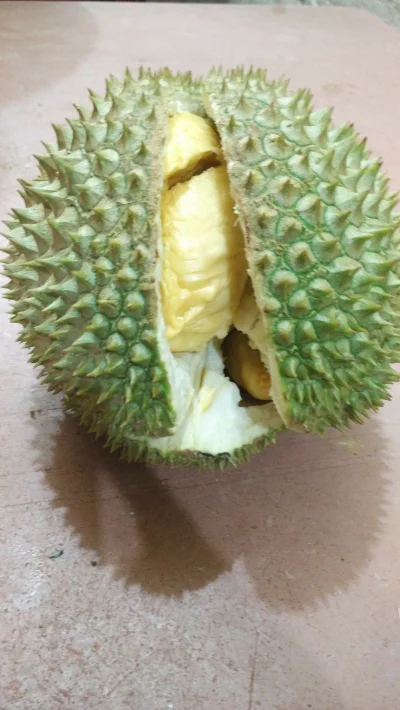 kotbehemoth - Durian - odmiana Cat Mountain King, Singapur, cena ok 27 zł (za tę sztu...