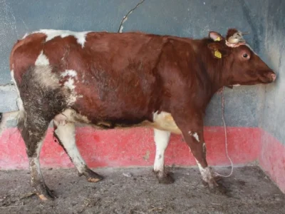 KomosaBiala - @MandarynWspanialy: To jest krowa w trakcie laktacji, podtrzymywanej pr...