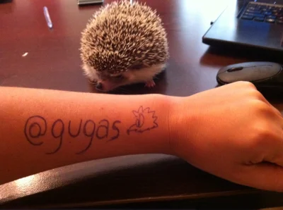 gugas - Nominowana przez @suckuba, pokazuję zdjęcie łapy na tle jeża. Jeż jest bardzo...