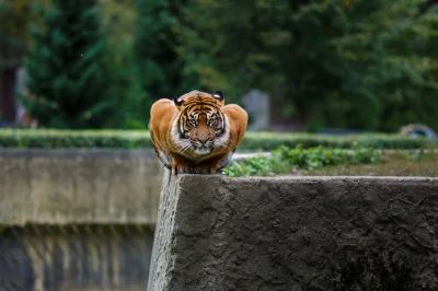 J.....u - @lastro: 

 Na pewno było ogrodzenie

Tygrysowi z Warszawskiego ZOO nie ...