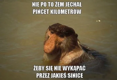 j.....o - #humorobrazkowy #heheszki #nosaczsundajski #polak