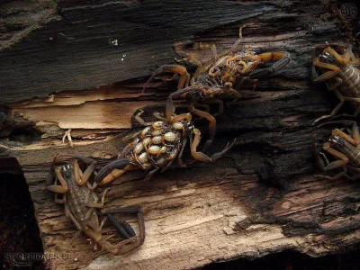 jaceks - Lychas scutilus_ ( ͡° ͜ʖ ͡°)



#skorpiony #terrarystyka #zwierzaczki