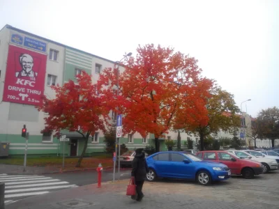 s0k0l_pl - Jesień wyraźnie nadchodzi :)
#gdansk #jesien #aleladnie #przyroda