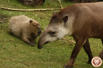 l-da - kapibara pociesza tapira rozmową
#kapibara #tapir #zwierzeta