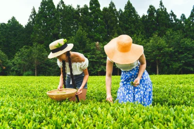 tomosano - Sezon na nową japońską herbatę w pełni, a więc czas na nowy artykuł - szuk...