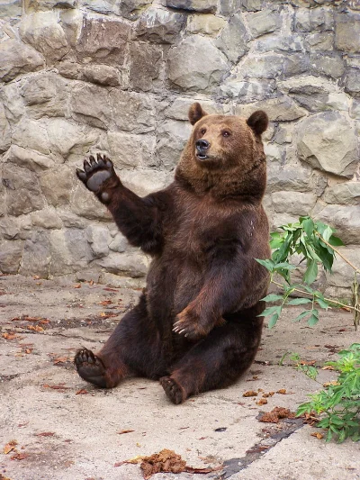 Dezynwoltura - Znam tego niedźwiedzia, gadałem z nim o tym po opublikowaniu tego nagr...