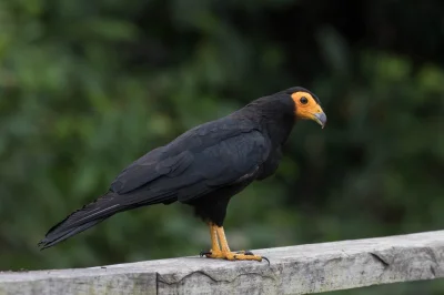 DuchBieluch - Karakara czarna (Daptrius ater) – gatunek ptaka występujący w Wenezueli...