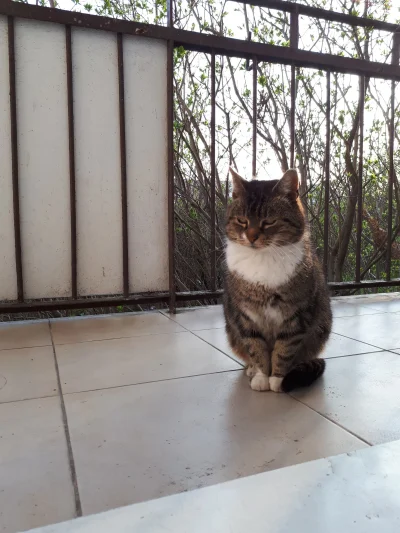PanPapryk - #koteczkizprzypadku #pokazkota #koty
A to tylko moj Kotlet czekający na c...