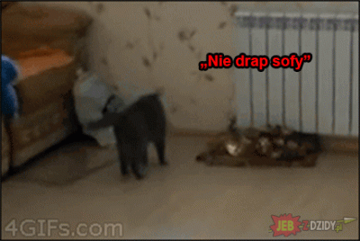 Porazka_Sezonu - Zawsze śmieszy ( ͡° ͜ʖ ͡°)

#heheszki #gif #smiesznypiesek