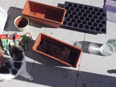 iniacz - Koty ogrodnika. 
#pokazkota #koty