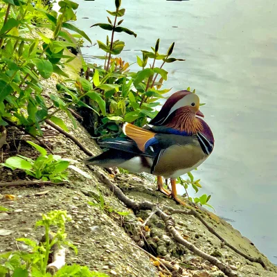 Duckmara - #kaczka #mandarynka #ptaki #przyroda #zwierzaczki
