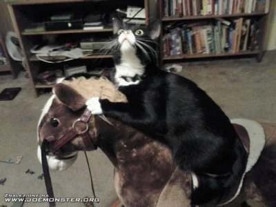 d.....1 - odważny #kot dzielny #kowboj na #koniu #humorobrazkowy #humor