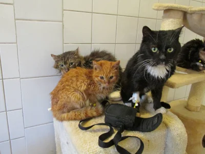 angelosodano - Koty, które ZJADŁY swojego zmarłego właściciela, czekają na ADOPCJĘ ʕ•...