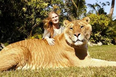 M.....m - @Lunder: Liger krzyżówka tygrysa i lwa