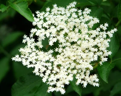 Herbal-Leaf - Zaczyna się sezon na zbiór kwiatów bzu czarnego (Sambucus nigra L.)
 S...