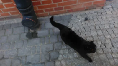 elberet - Nikt z #lodz nie zgubil kota? Siedzi sobie czarny pieszczoszek grubasek pod...