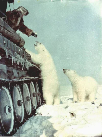 K.....y - W ZSRR zawsze czołgów tyle było, ze niedźwiedzie same sie oswajały.
#sowie...