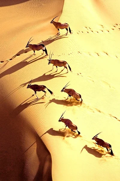 GraveDigger - Oryksy na pustyni. Coś pięknego.

#zwierzaczki