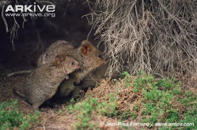 robincaraway - #quokkanadzis

wołam do kuoki @GraveDigger: @DannyMurillo: @encorele...