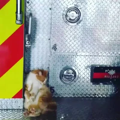 Koleandra - Flame. Taki strażak może przyjechać, nawet nie musi gasić :)

https://w...