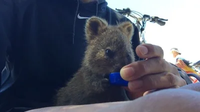 mfek00 - Pozostańcie nawodnieni
#quokka #quokkanadzis #zwierzaczki