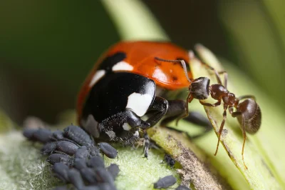 Freakz - Biedronka je mszyce, a mrówki bronią mszyc zabijając biedronki ( ͡° ʖ̯ ͡°)
