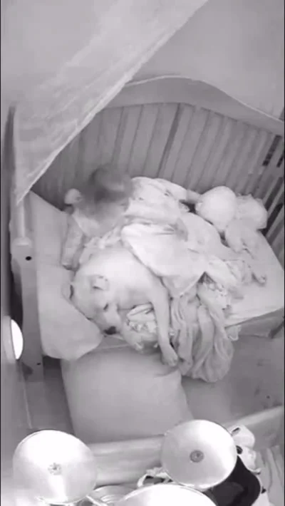 Reepo - Małe dziecko przykrywa do snu przytulającego się do niej pitbulla 
Niekomfor...
