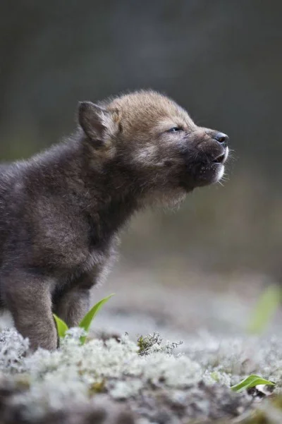 GraveDigger - #dziendobry mircy.
dziś pozdrawia was wilk :)
#zwierzaczki #wilk